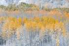 USA, Colorado, Gunnison National Forest. Snow-covered forest in autumn. Art Print